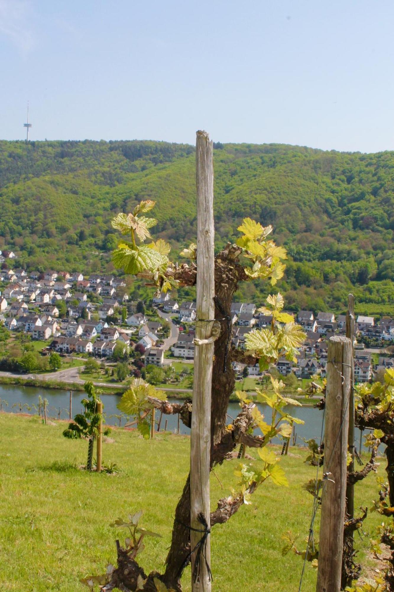 Ferienwohnung Auf Der Moselhoehe - Naehe Koblenz Und Cochem 디에블리흐 외부 사진