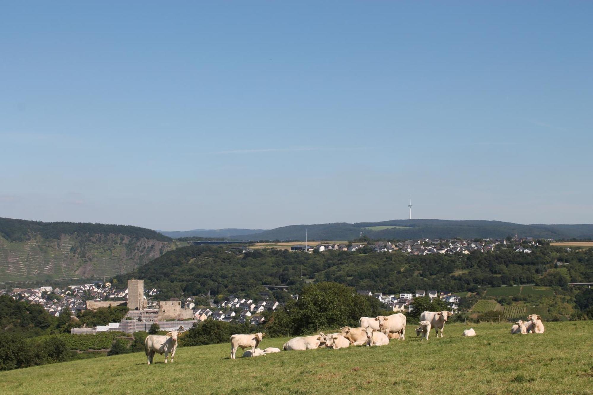 Ferienwohnung Auf Der Moselhoehe - Naehe Koblenz Und Cochem 디에블리흐 외부 사진